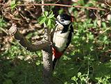 IMG_0674_bentn_dk