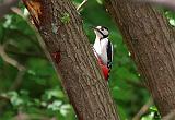 IMG_1337_bentn_dk