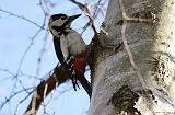 IMG_1595_bentn_dk