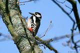 IMG_1629_bentn_dk