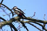 IMG_1661_bentn_dk
