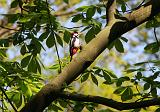 IMG_9526_bentn_dk