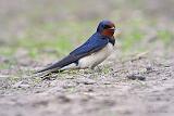 IMG_1871_bentn_dk