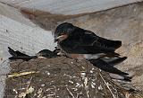 IMG_4524_bentn_dk