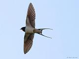 IMG_6464_bentn_dk