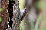 IMG_7096_bentn_dk