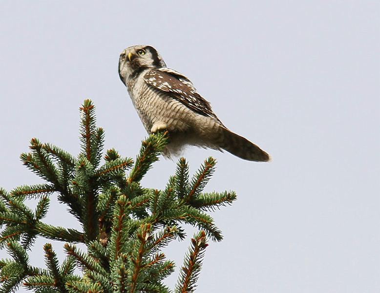 IMG_4619_bentn_dk.jpg - Store Hareskov 1 oktober 2012