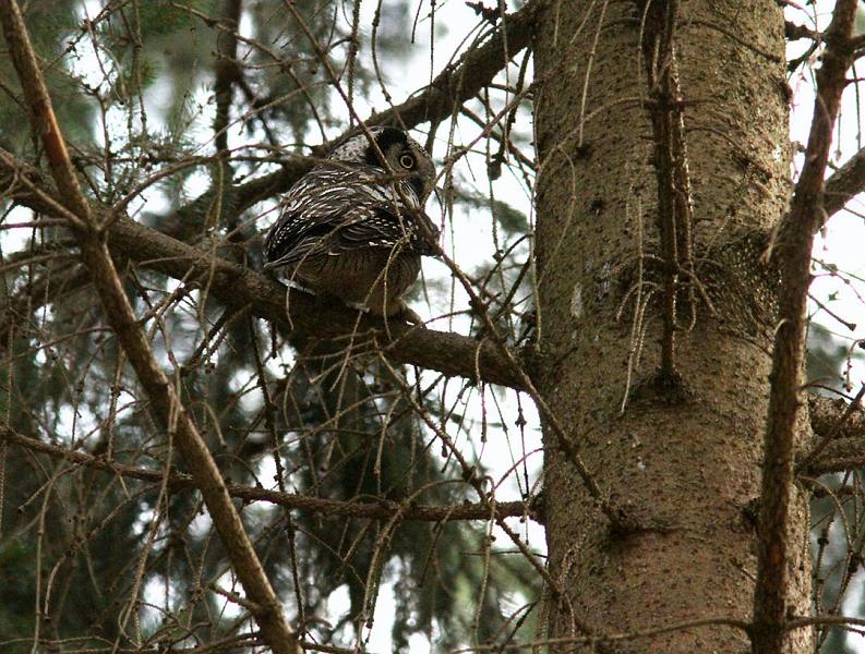 IMG_4741_bentn_dk.jpg - Store Hareskov 1 oktober 2012.   Fløj til et skovområde, hvor grene og dårlig belysning gjorde det svært at fotografere den