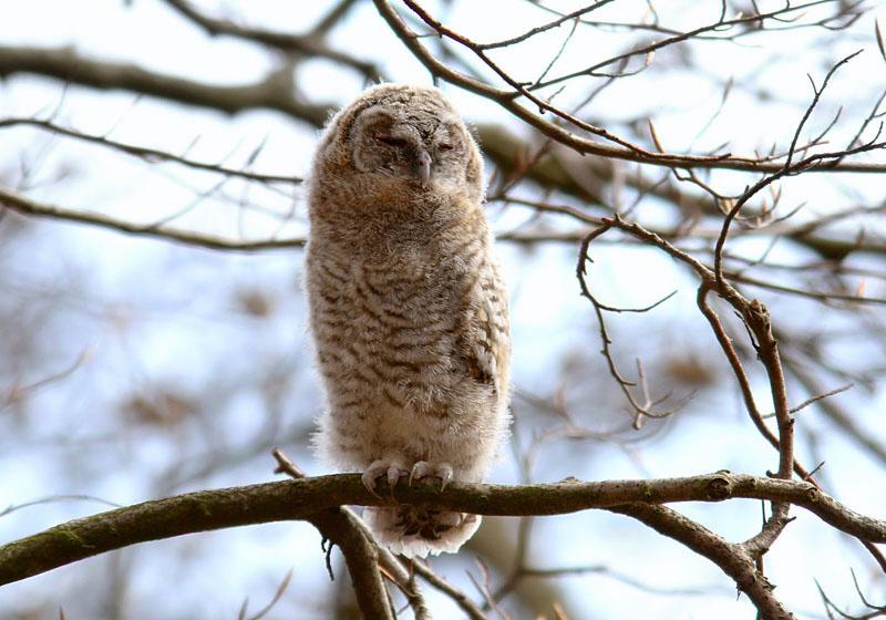 IMG_5318_bentn_dk.jpg - Ørholm 20 april 2012.- Natugle-unge...