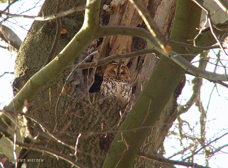 P4234576_bentn_dk.jpg - Slotspark. 23-04-2008