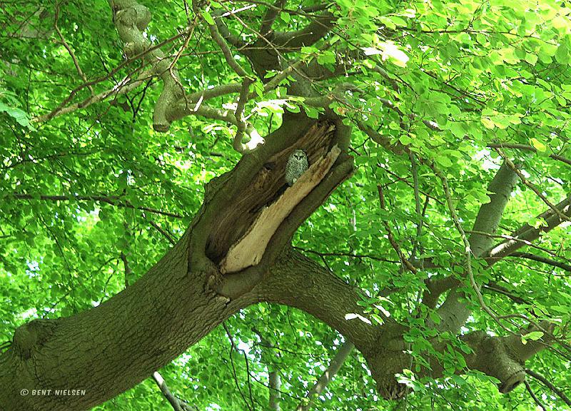 P5205510_bentn_dk.jpg - Raadvad. 20-05-2008