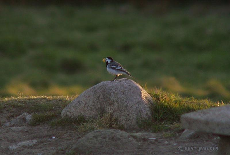 P5185626_bentn_dk.jpg - Jægersborg Dyrehave 18-05 2008