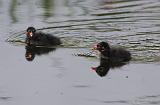 IMG_2712_bentn_dk