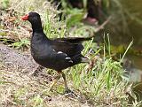 IMG_4230_bentn_dk