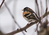 IMG_8642_bentn_dk