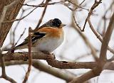 IMG_8665_bentn_dk