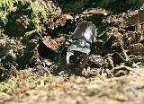 IMG_3534_bentn_dk