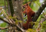 IMG_0235_bentn_dk