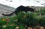 P1030264_bentn_dk