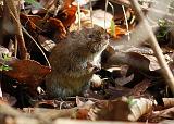 IMG_6420_bentn_dk