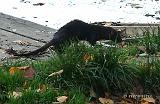 Mink