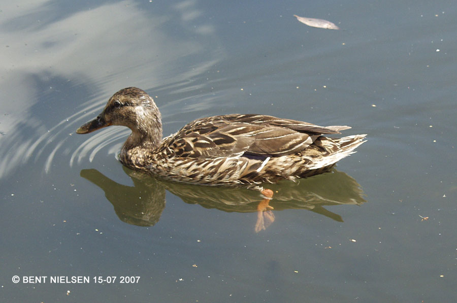 Image 4 of 10  -  82 kB