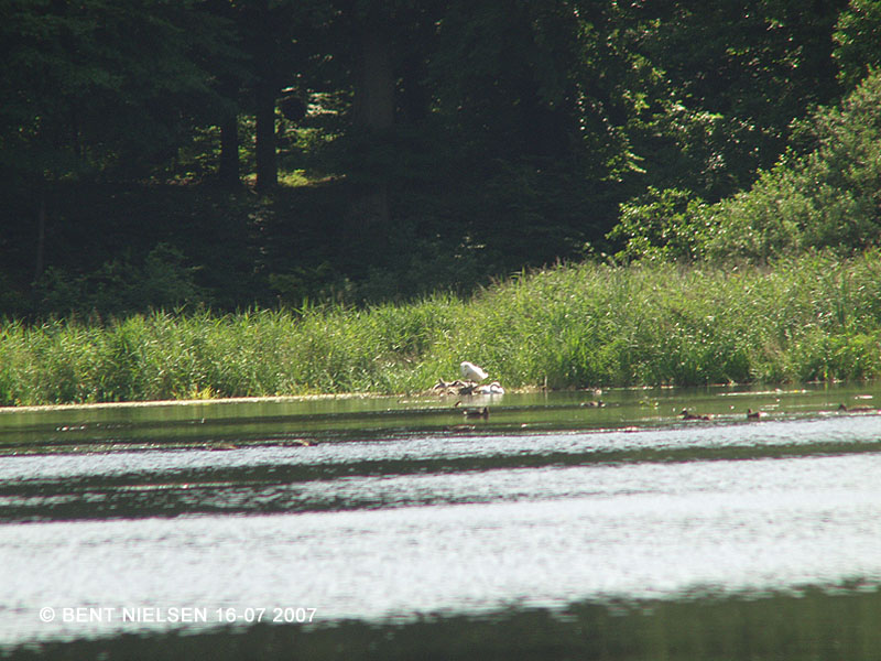 Image 7 of 12  -  137 kB