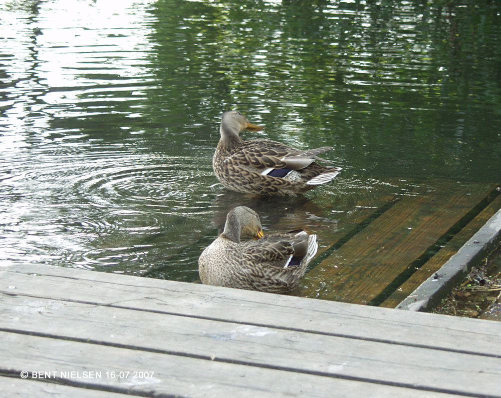 Image 9 of 12  -  239 kB
