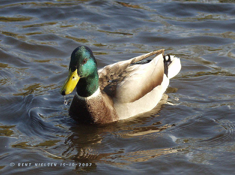 Image 7 of 24  -  103 kB