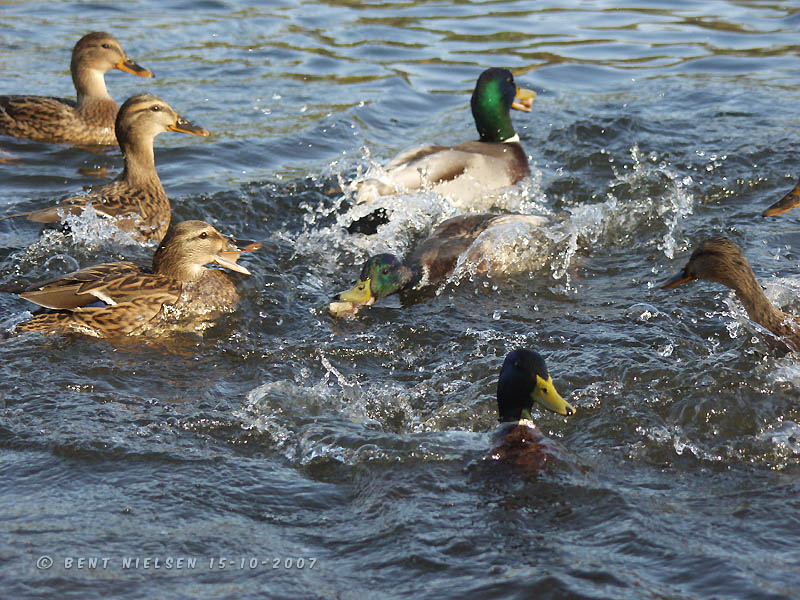 Image 9 of 24  -  145 kB