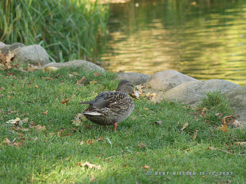 Image 14 of 24  -  121 kB